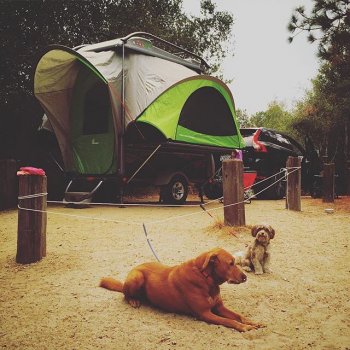 Sylvan Sport Camper with dogs