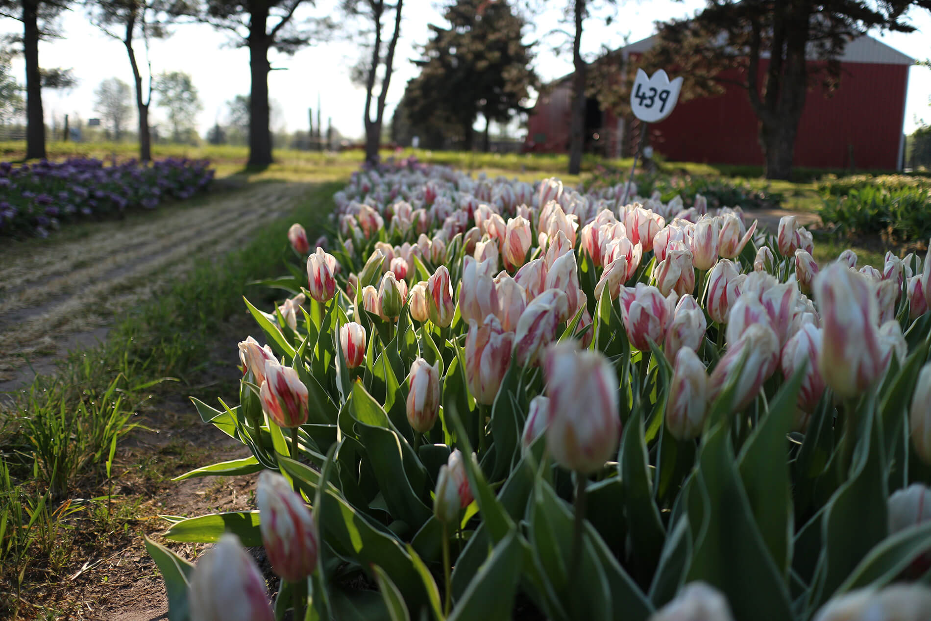 Lucy and Lina: Tulip Festival