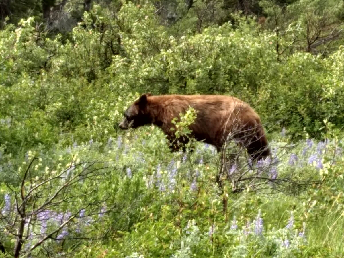 Berzowskis Summer Adventure: Glacier National Park