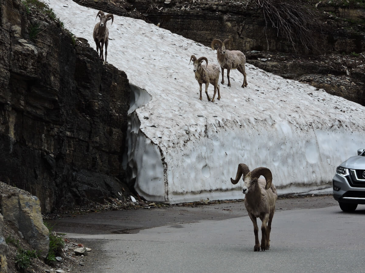 Berzowskis Summer Adventure: Glacier National Park