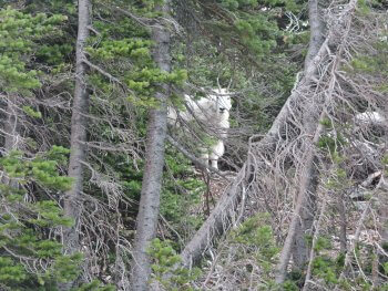 Berzowskis Summer Adventure: Glacier National Park