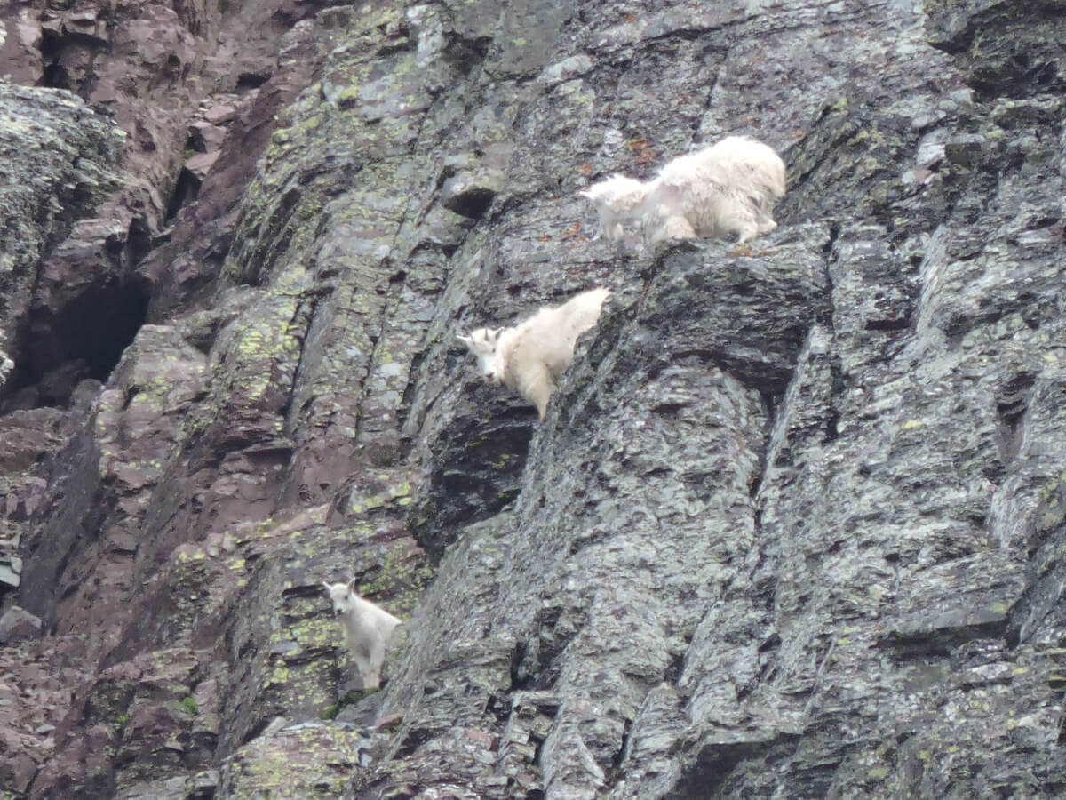 Berzowskis Summer Adventure: Glacier National Park