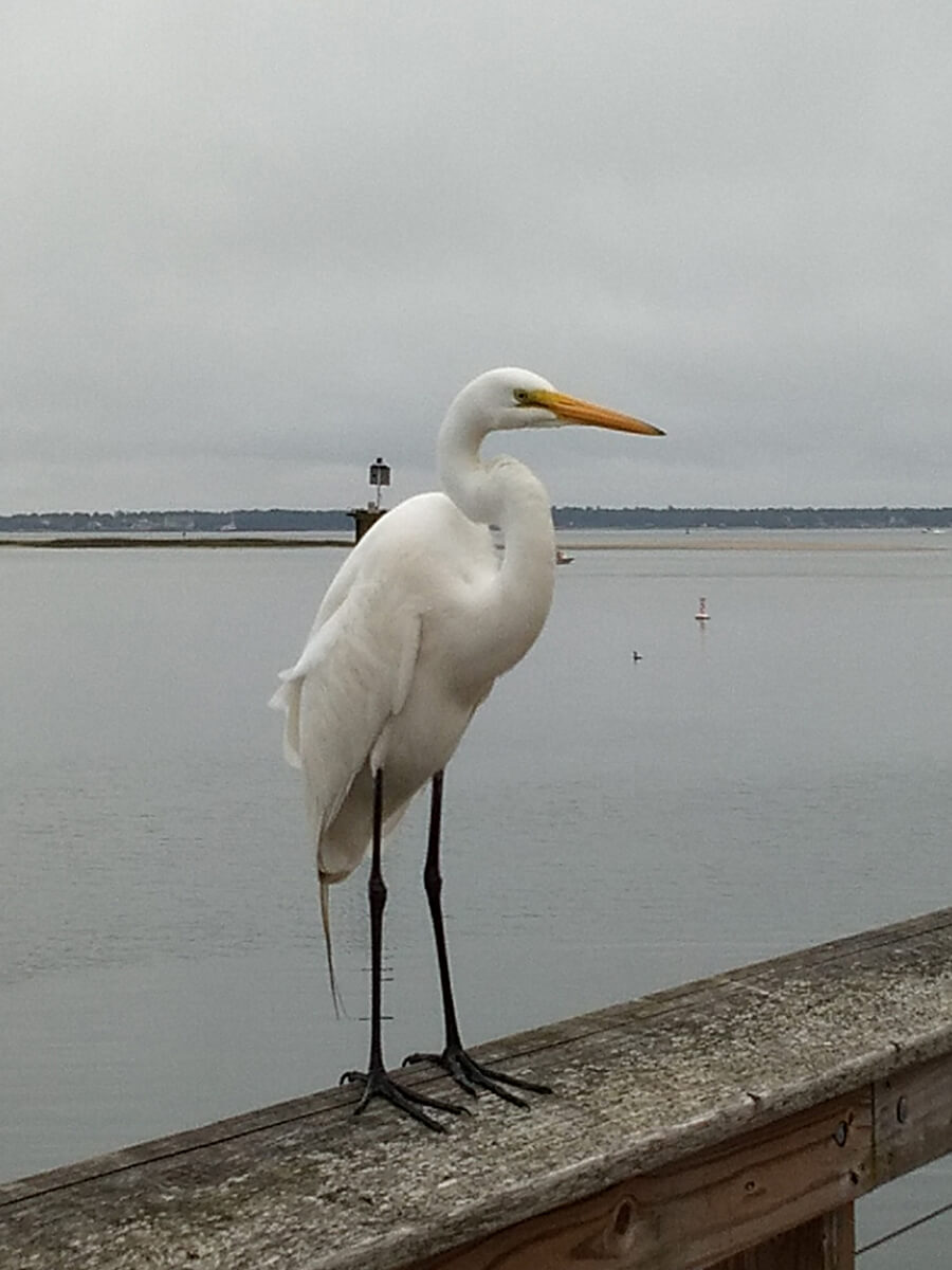 Berzowskis Spring Adventure: Charleston, SC