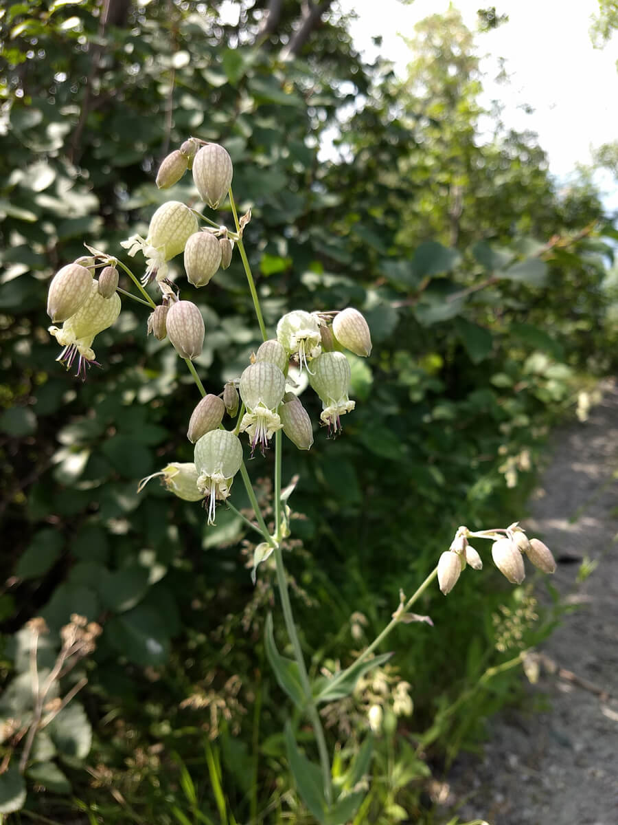 Berzowskis Alaska Adventure: Gold Rush