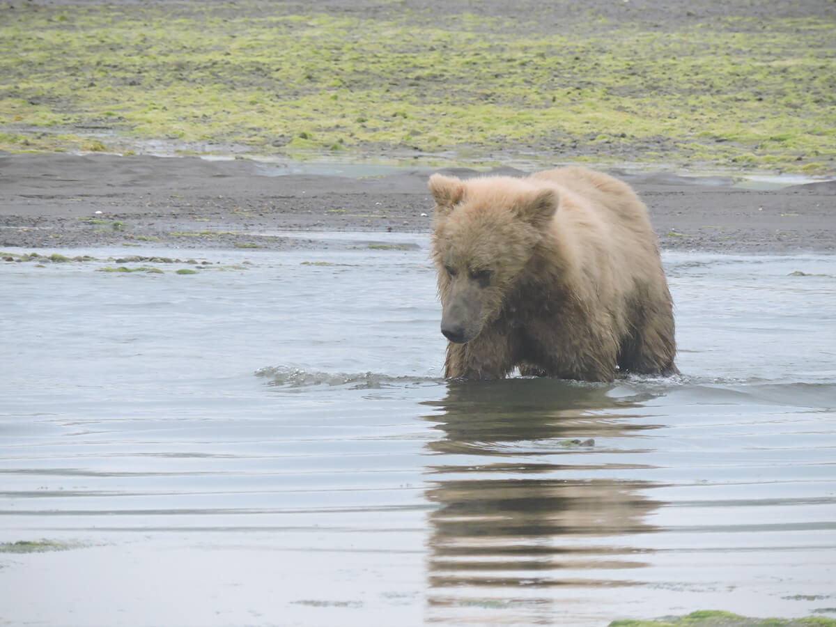Berzowskis Alaska Adventure Bear