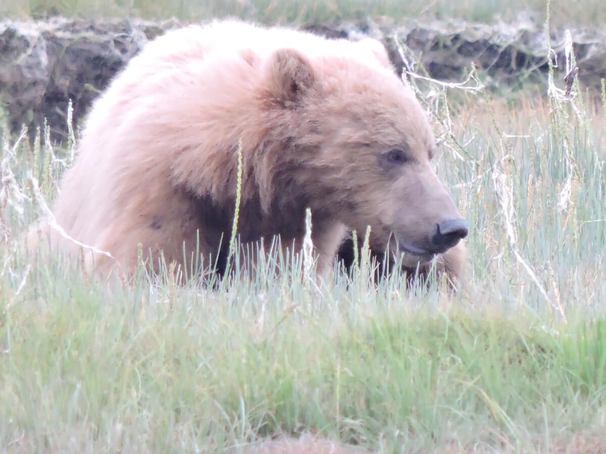 Berzowskis Alaska Adventure