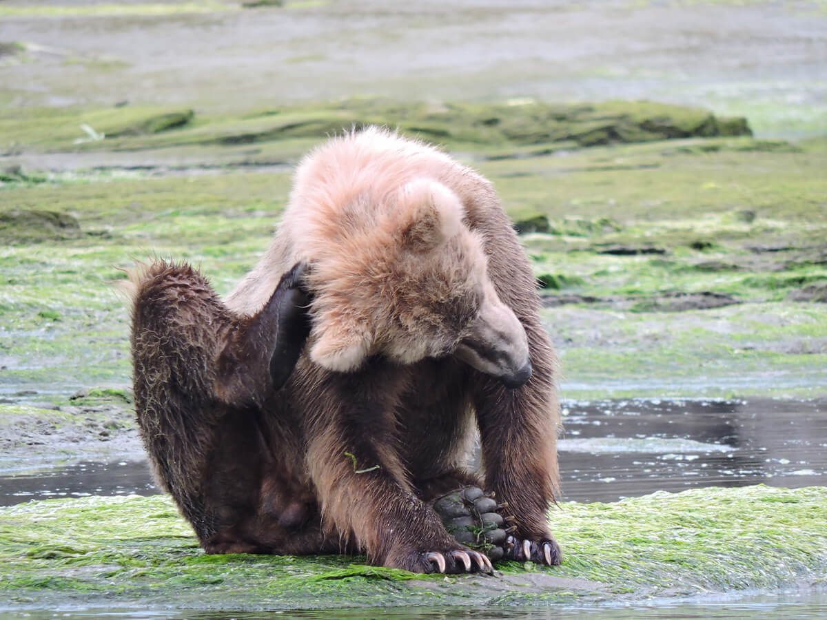 Berzowskis Alaska Adventure