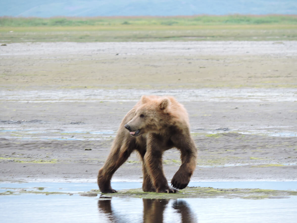 Berzowskis Alaska Adventure