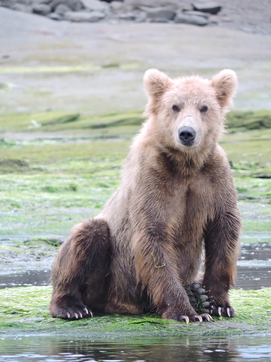 Berzowskis Alaska Adventure