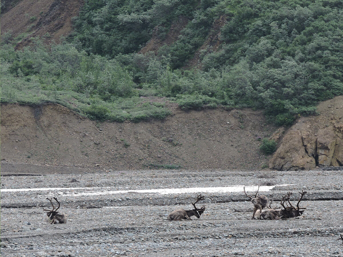 Berzowskis Alaska Adventure