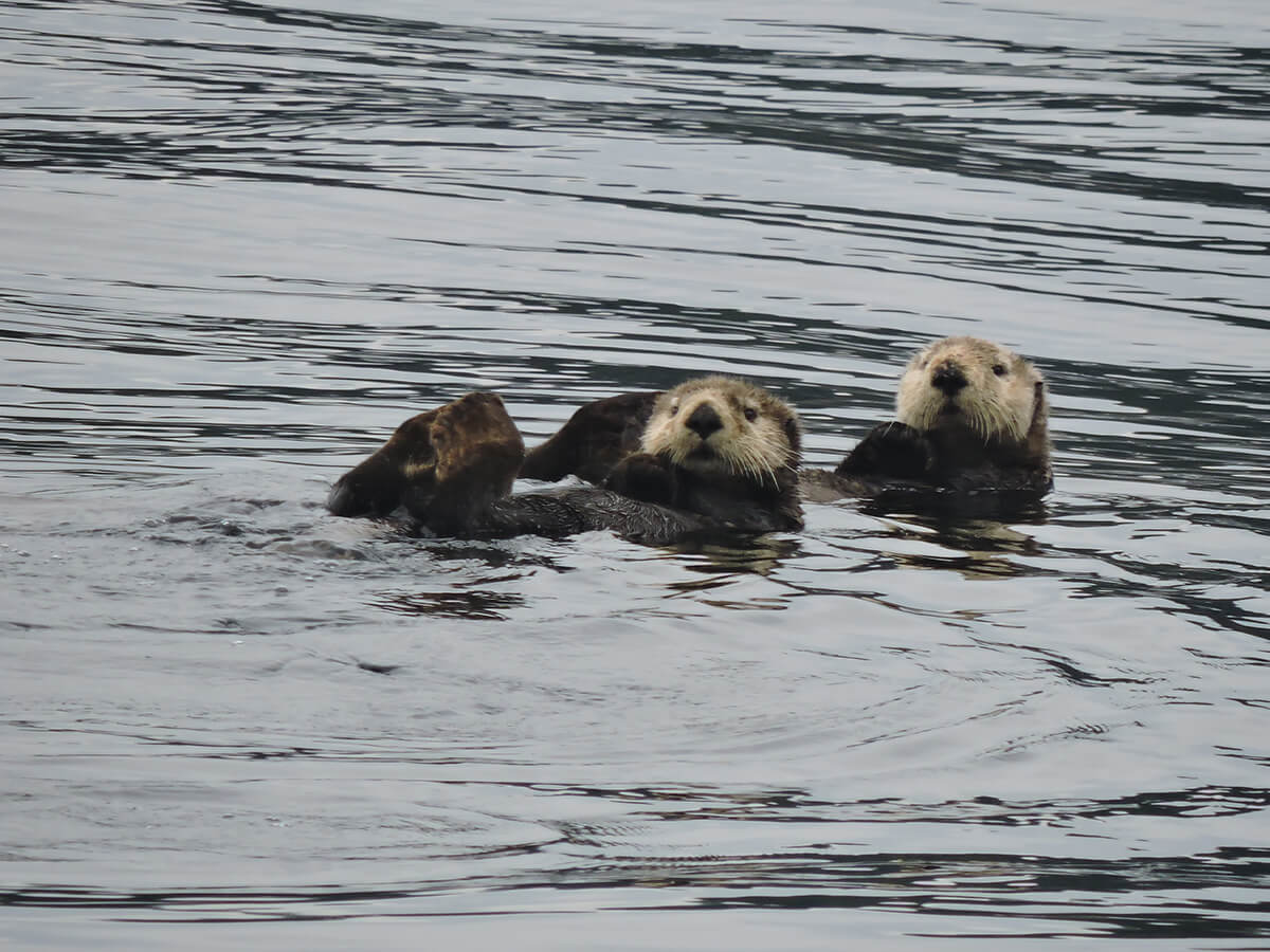 Berzowskis Alaska Adventure