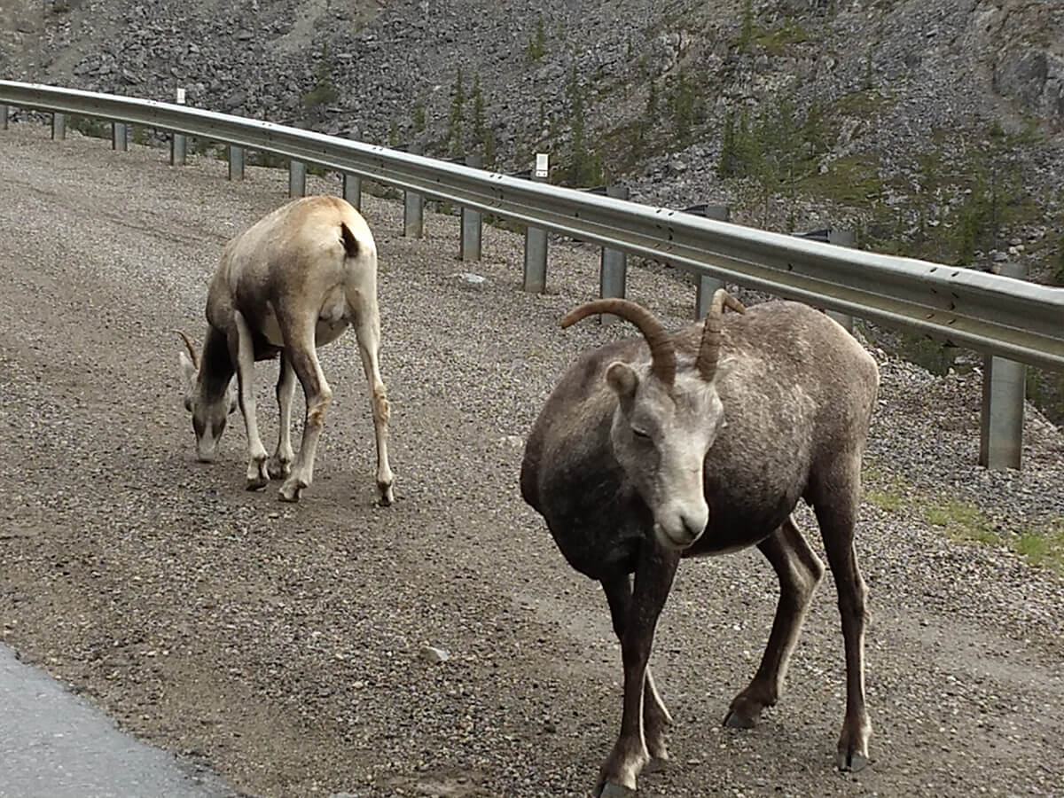 Berzowskis Alaska Adventure