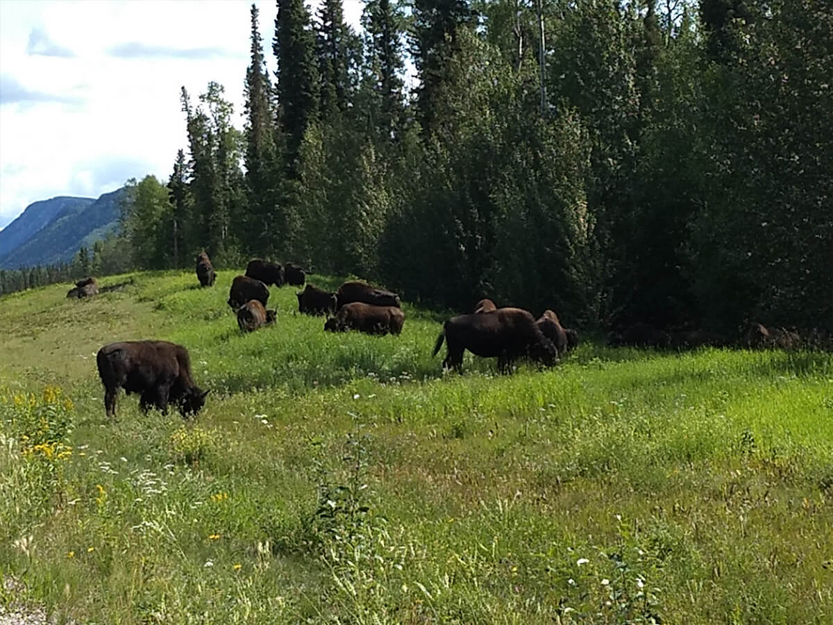 Berzowskis Alaska Adventure bison
