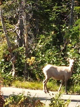 Berzowskis Alaska Adventure