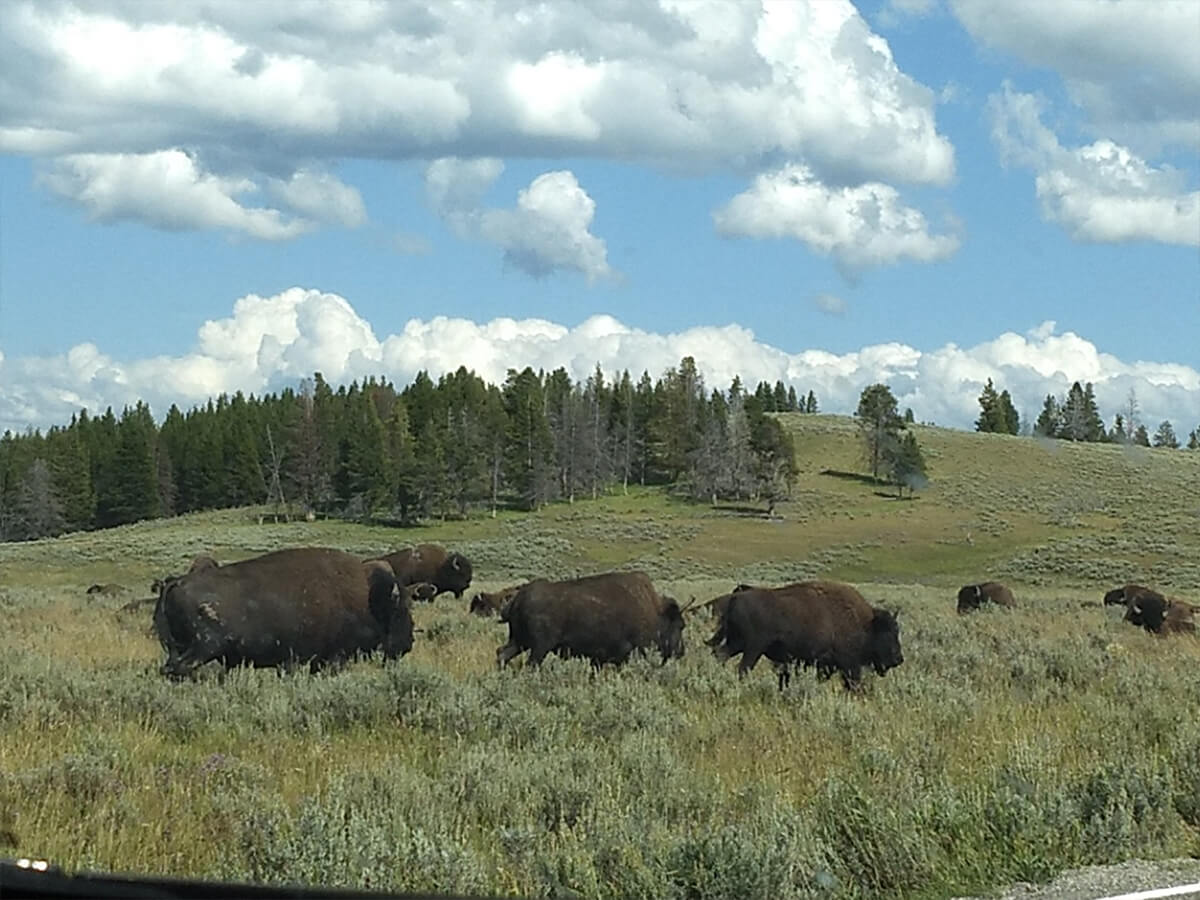 Bison