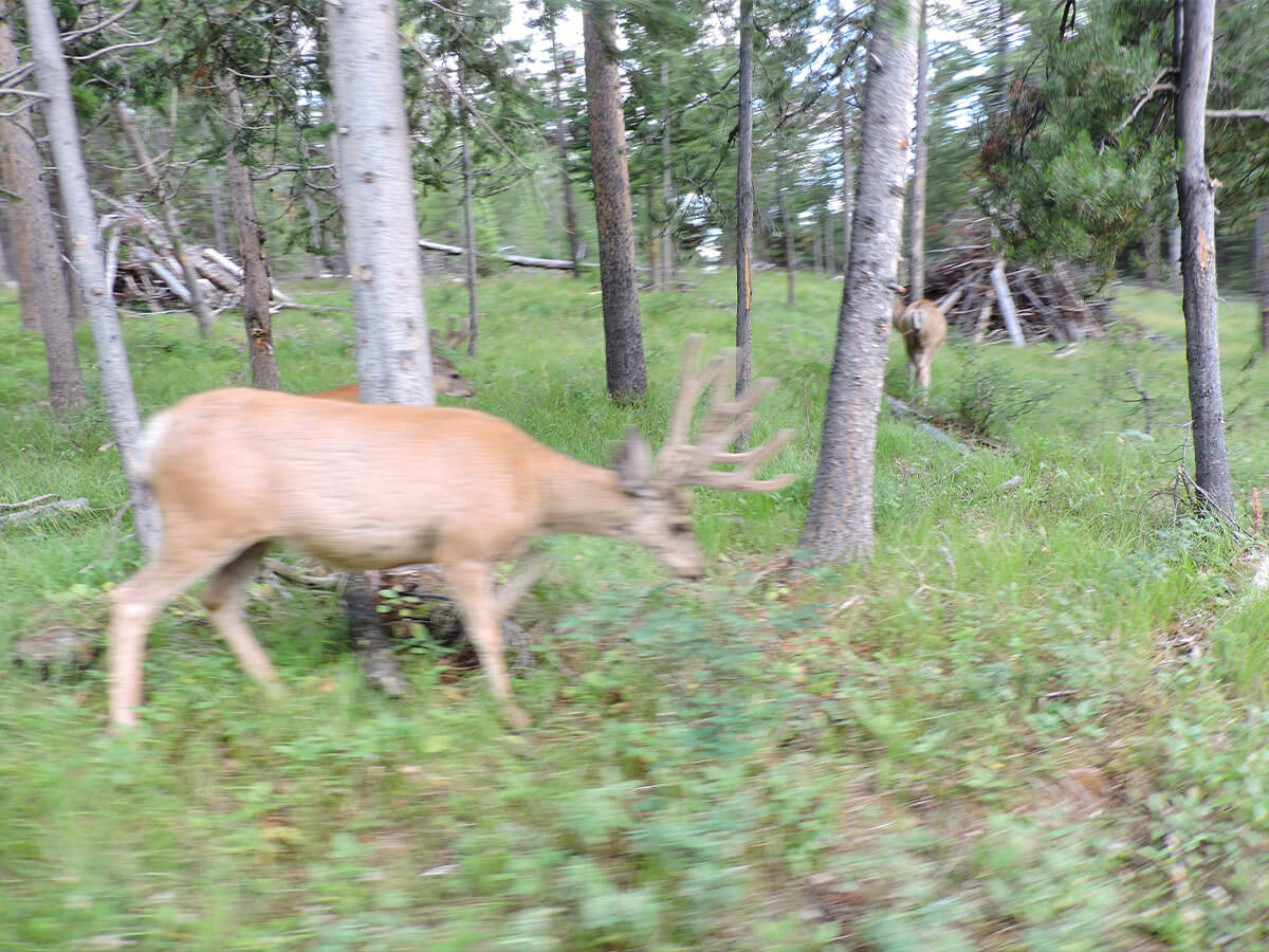 Berzowskis Alaska Adventure animal
