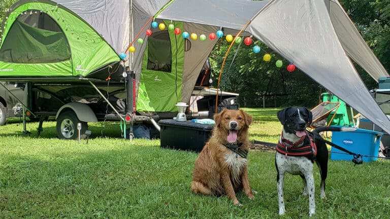 SylvanSport camping trailer with dogs and colorful decorations.